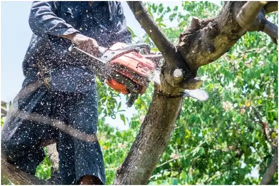 tree services Washington Terrace